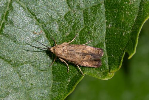 Réf. 220 072 : Brachodes nanetta